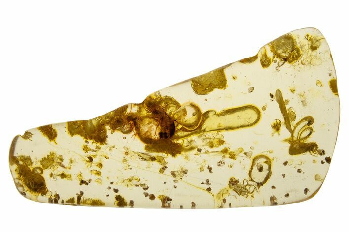 Polished Colombian Copal ( g) - Contains Termites! #331665